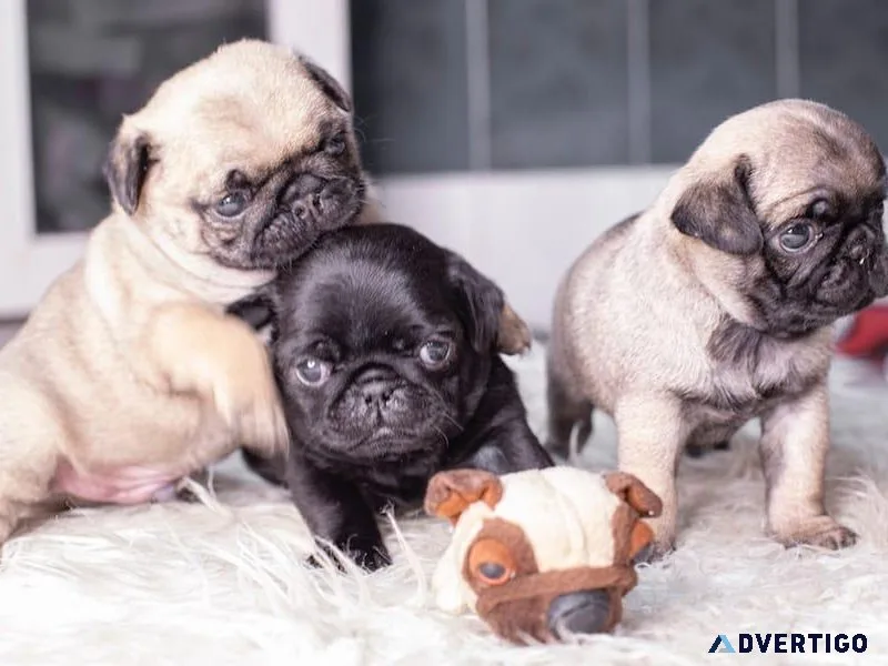 PUG PUPPIES