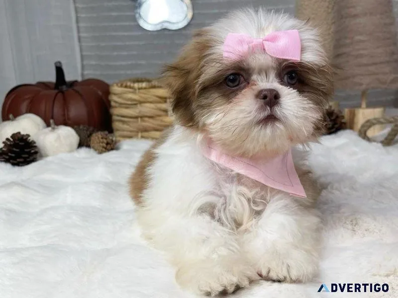 Shih Tzu Puppies