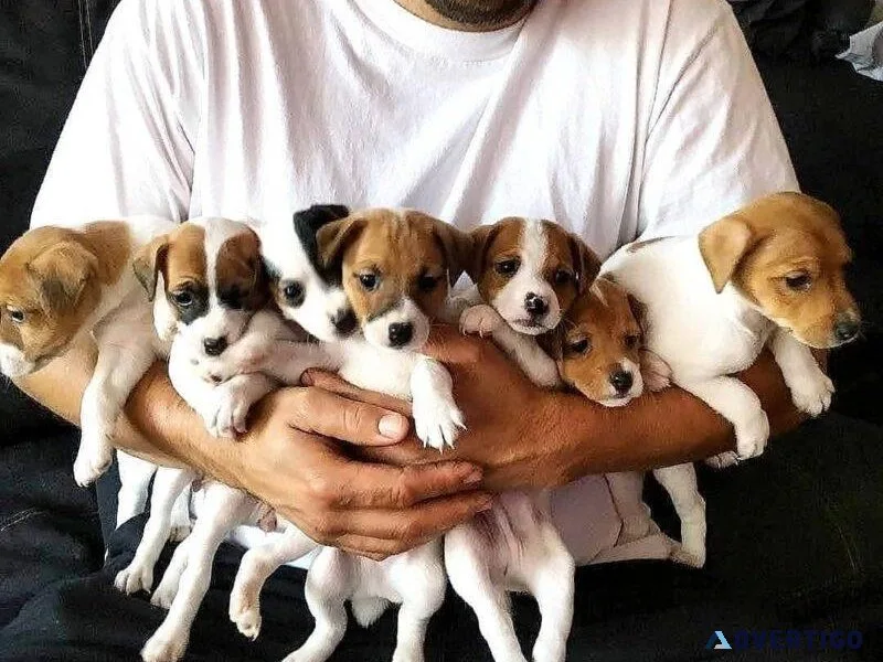 Jack Russel Puppies