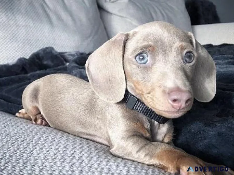 Dachshund Puppies