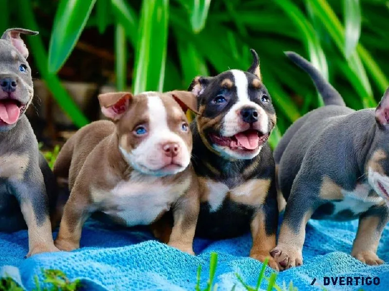 American Pit Bulls
