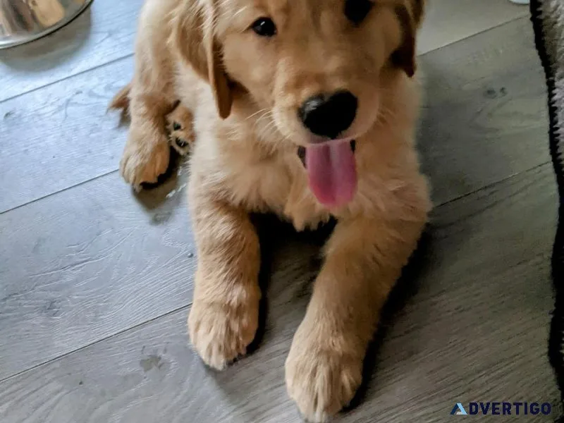 GOLDEN RETRIEVER PUPPIES