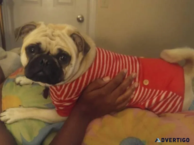Precious pug