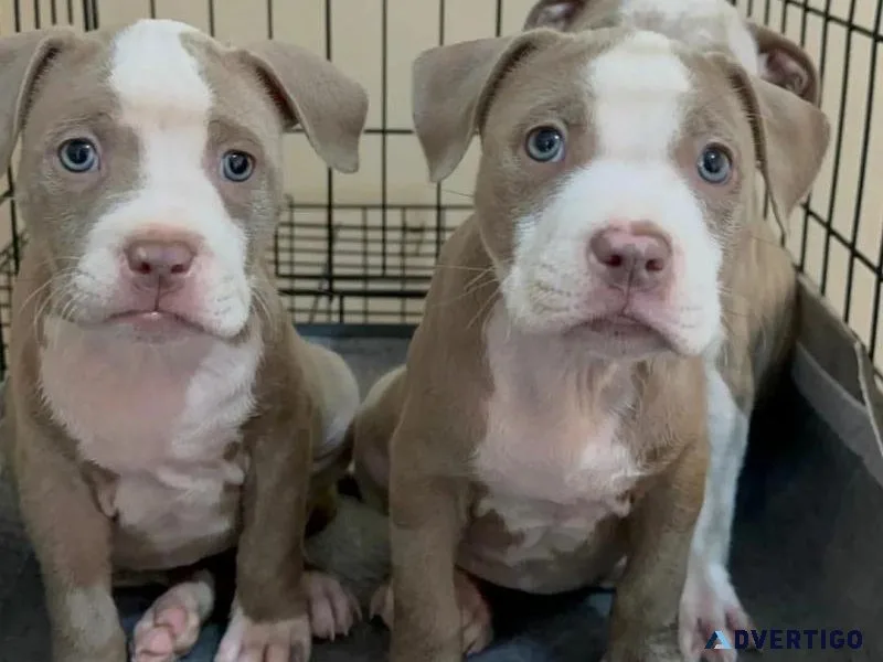 pitbull puppies