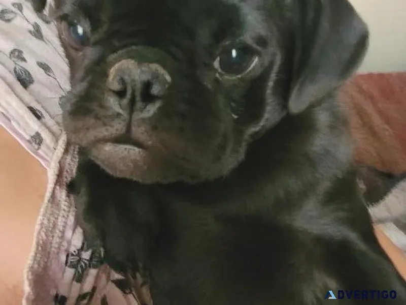 Precious pug pups