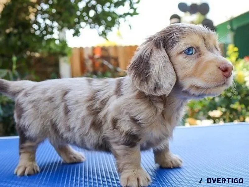 Dachshund PUPPIES