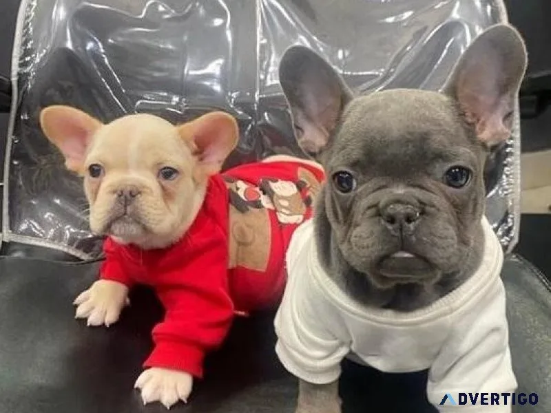 French Bulldog Puppies