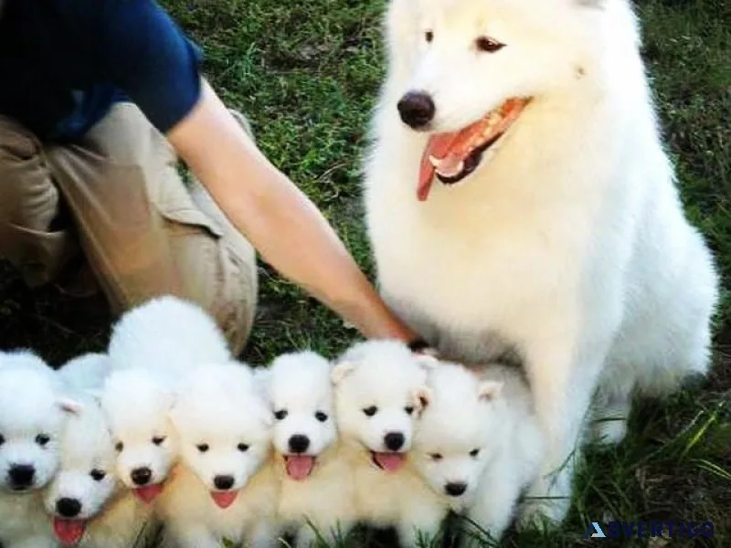 Samoyed Puppies