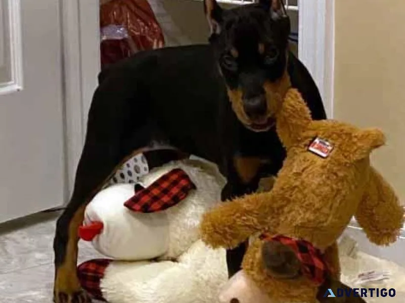 Doberman Pinscher