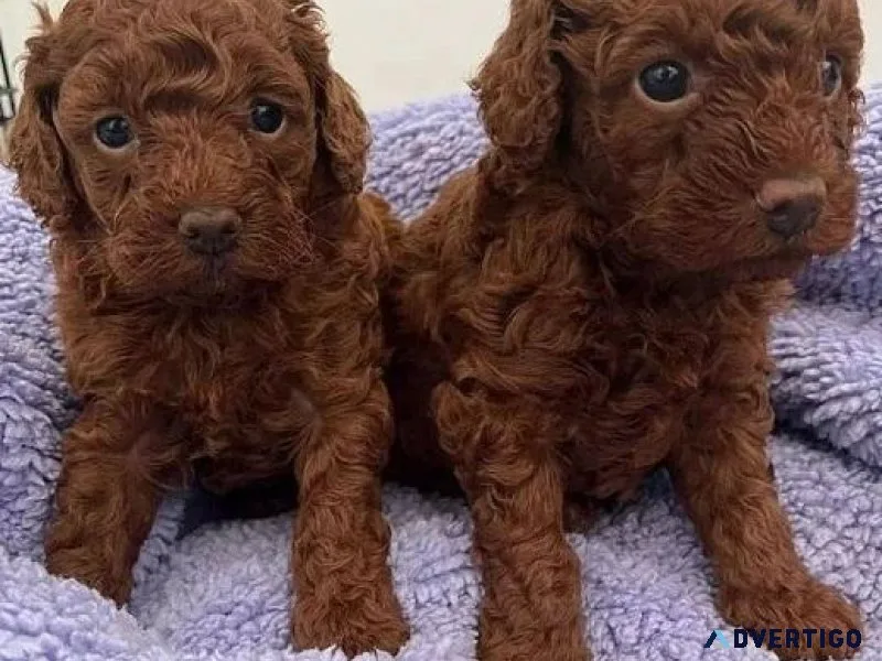 Poodle Puppies
