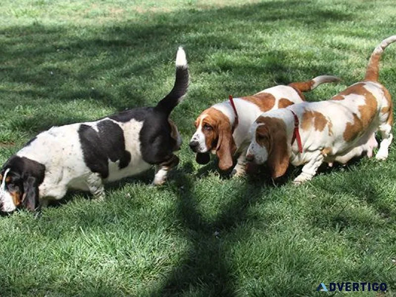 Basset Hound Puppiess