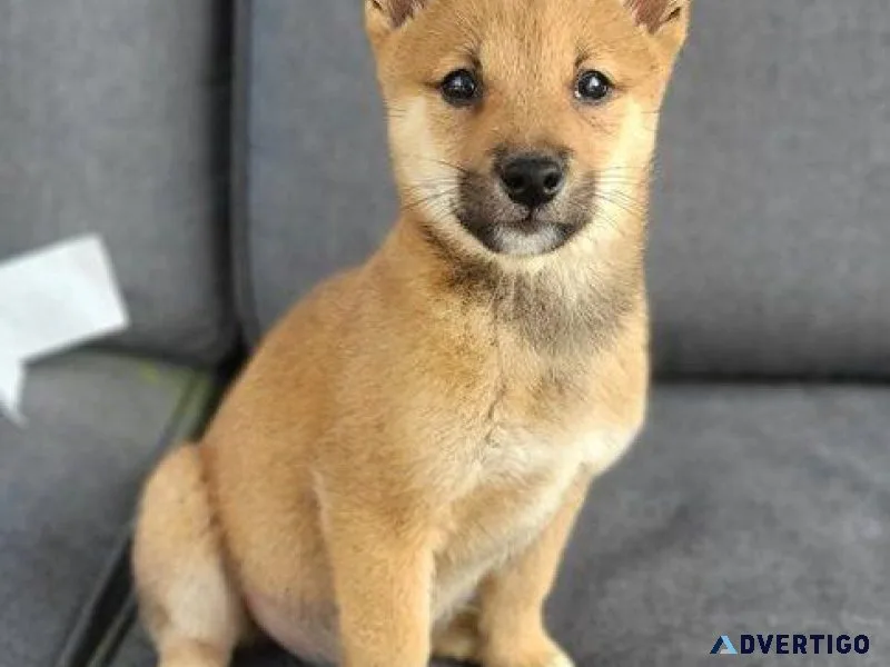 Shiba inu puppies for adoption