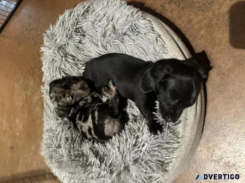 AKC Dachshund puppies