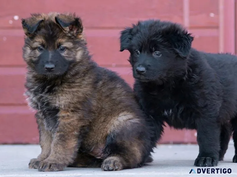 German Shepherd puppie