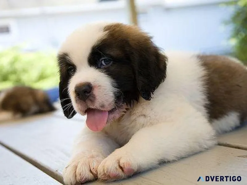 Saint bernard puppiess