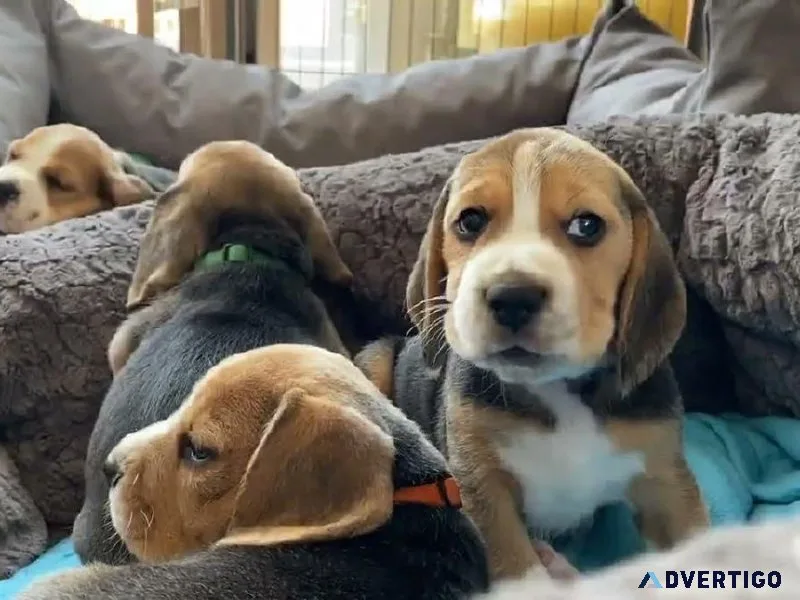 BEAGLE PUPPIES