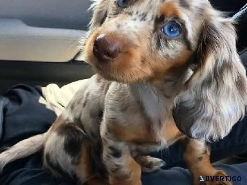 Miniature Dachshund Puppies