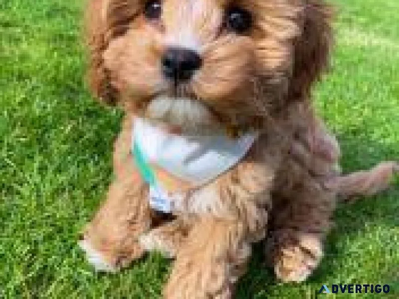 Cavapoo puppies