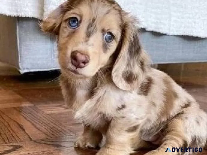 Classic LongShot Hair Dachshund Puppies