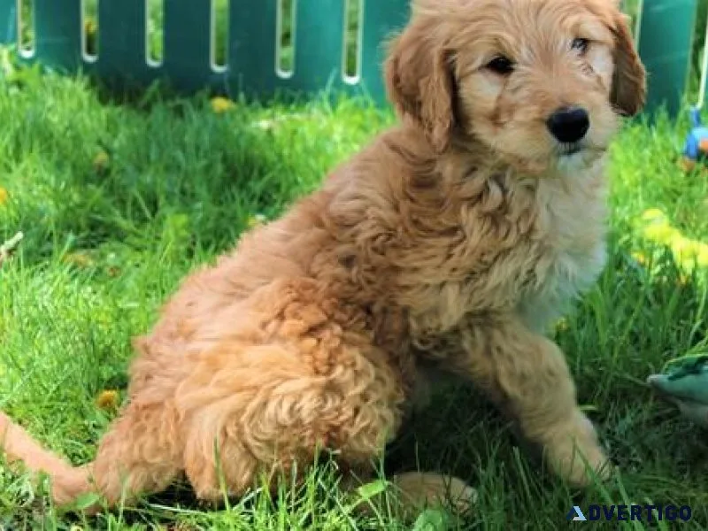 Amazing Goldendoodle puppies Searching