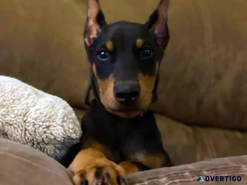 Doberman Puppies
