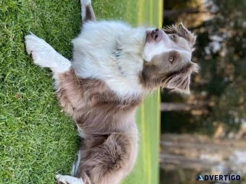 The Border Collie Unleashing the Power of Canine Intelligence