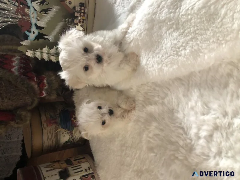 Male Maltese