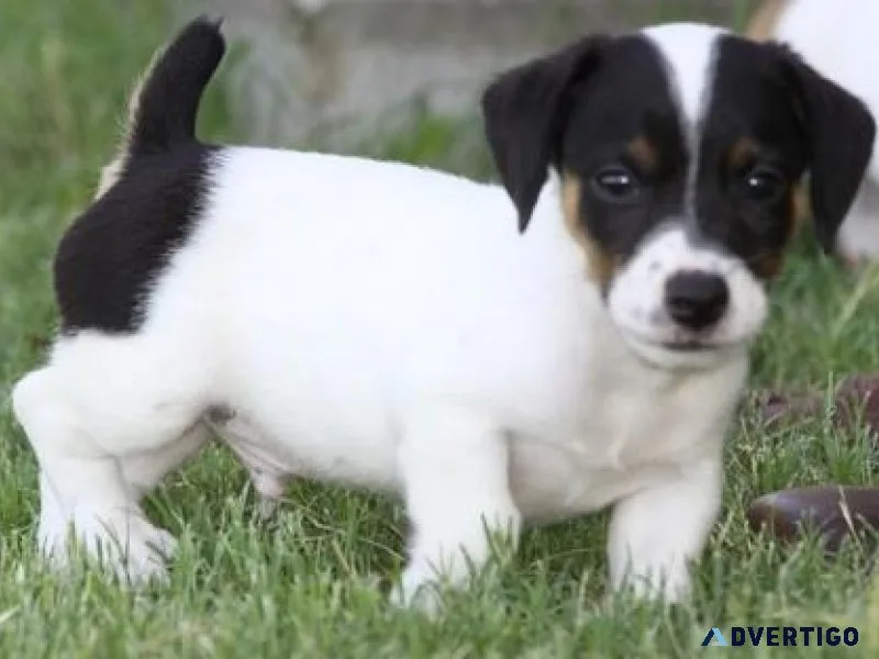 Sweet Jack Russell Terrier puppies