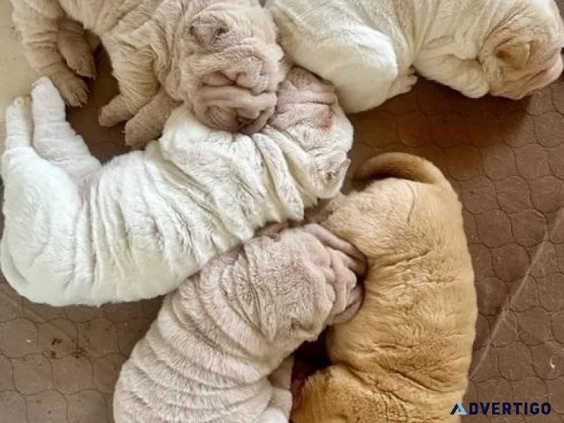 Vet Checked Chinese Shar-Pei Puppies Available