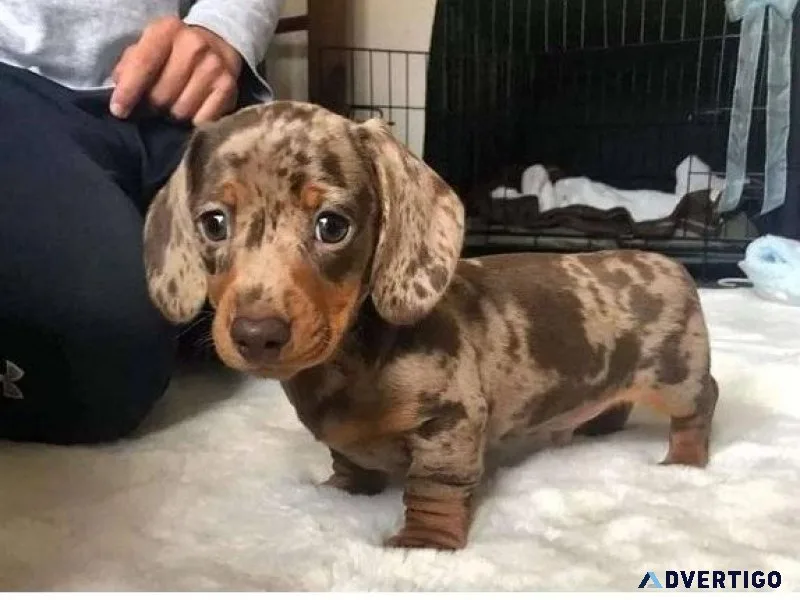 Dchshund Puppies