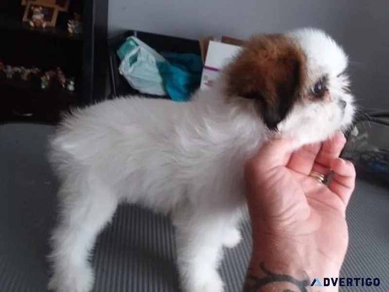 Beautiful Shihpoo puppies available