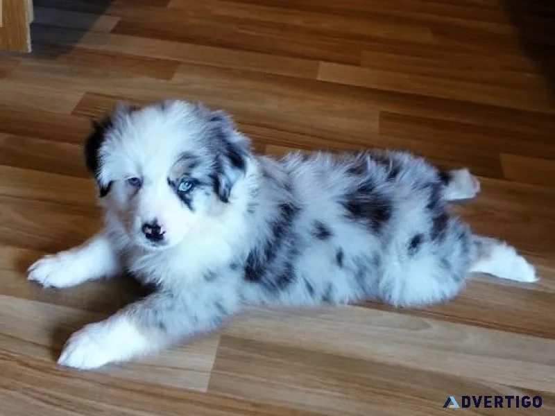 Australian Shepherd Puppies