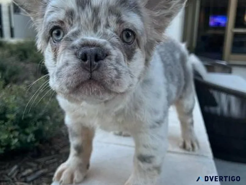 Fluffy French Bulldog Puppies