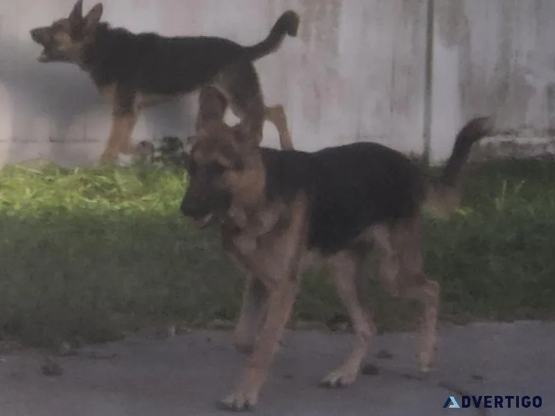 German Shepard Puppies