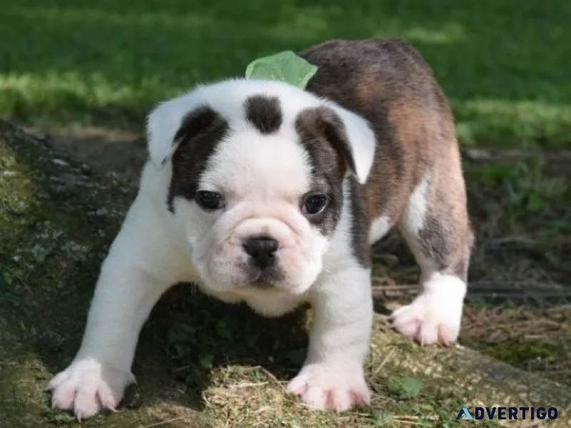 Beautiful English Bulldog Puppies Available.