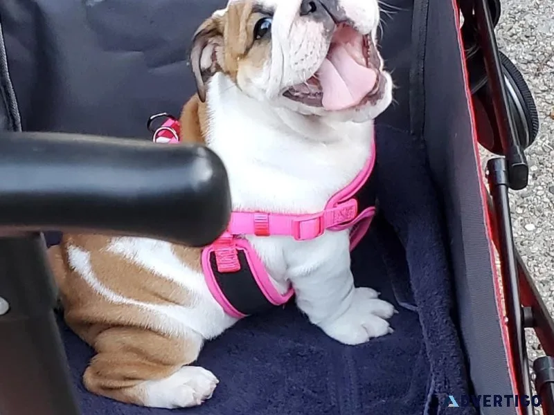 Echoing English Bulldog Available