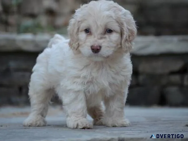 Adorable Cockapoo Puppies Available