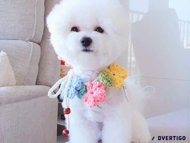 Bichon frise puppies