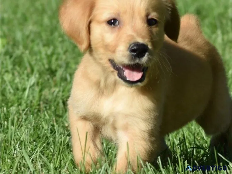 Cute Golden Retriever puppies for adoption
