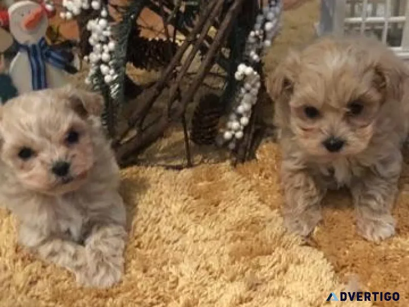Maltipoo Females
