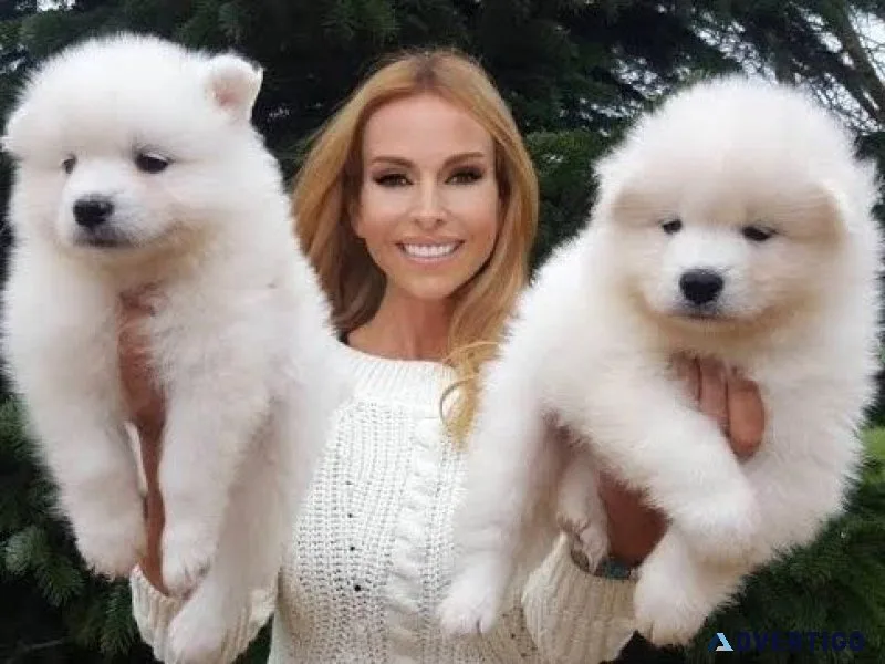 Samoyed Pupies