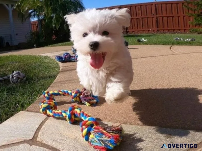Dearest Maltese Available