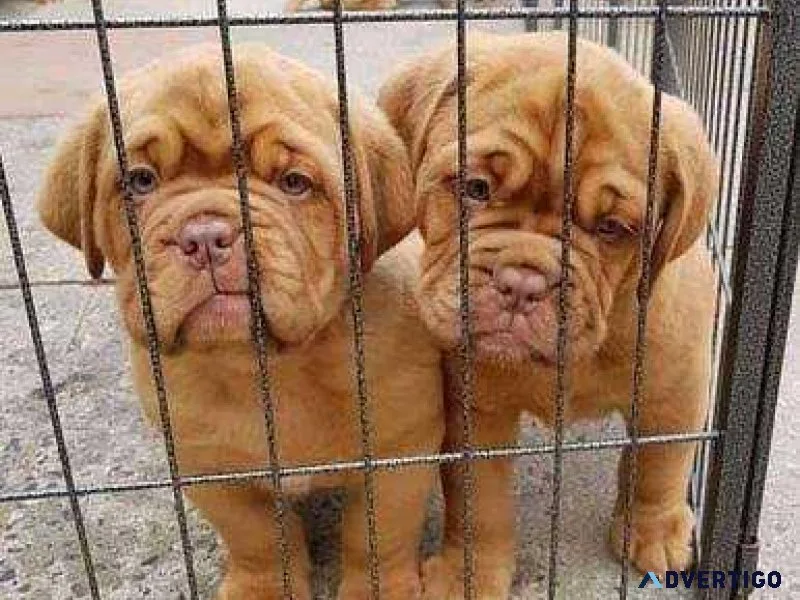 Neopolitan Mastiff puppies