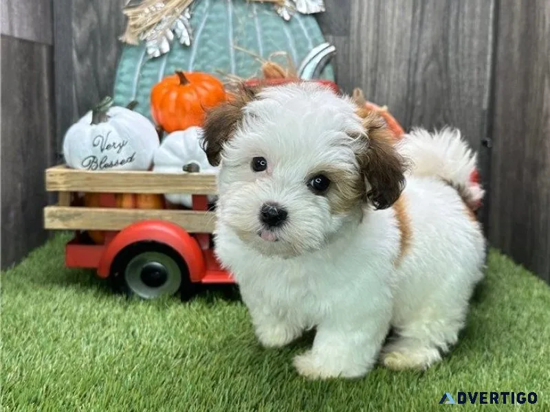 Adorable Havanese puppies for adoption