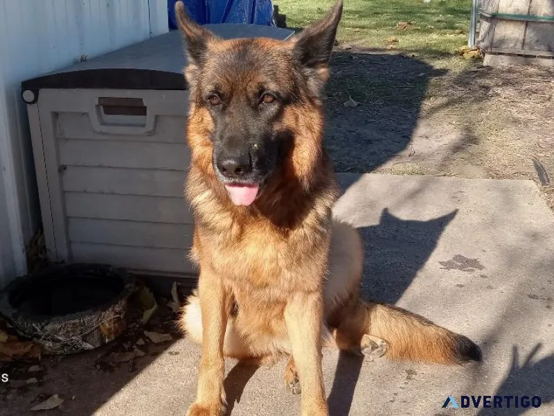 Import German Shepherd