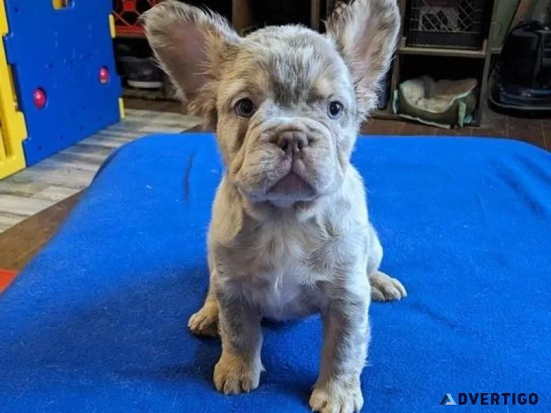 Charming French Bulldog puppies