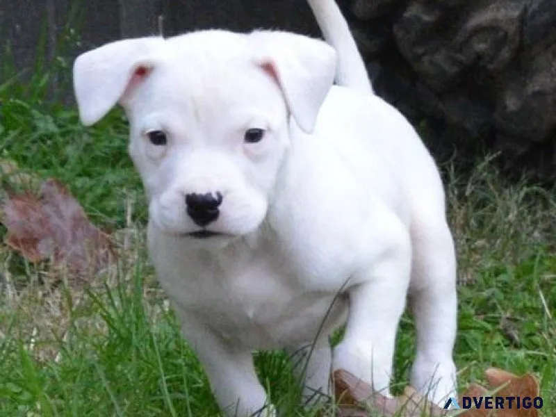 Adorable Dogo Argentino Puppies Available