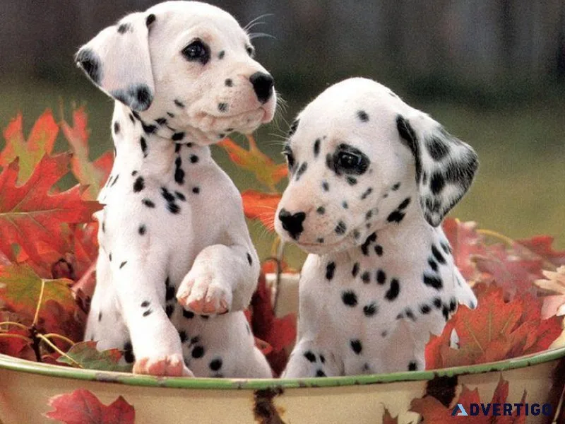 Dalmatian Puppies