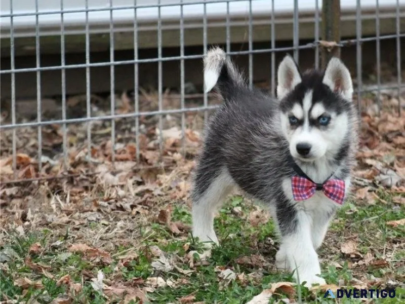AKC Siberian Husky puppies for Lovely Homes