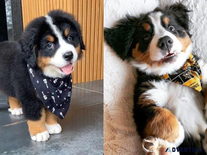 Bernese puppies